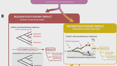 Evolutionary Footprint: A Systemic Indicator in Evolution, Ecology and Conservation featured image