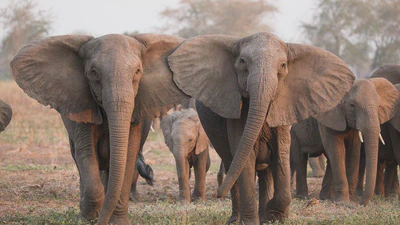 Évocentrisme : la conservation de la biodiversité au prisme de l'évolution featured image