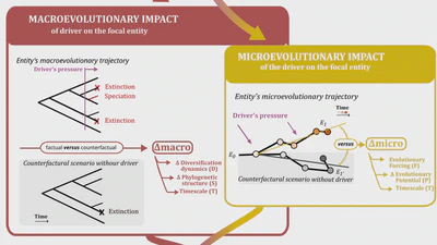 Evolutionary Footprint: A Systemic Indicator in Evolution, Ecology and Conservation featured image